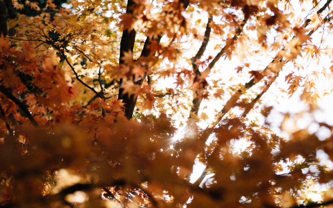 Träd under hösten