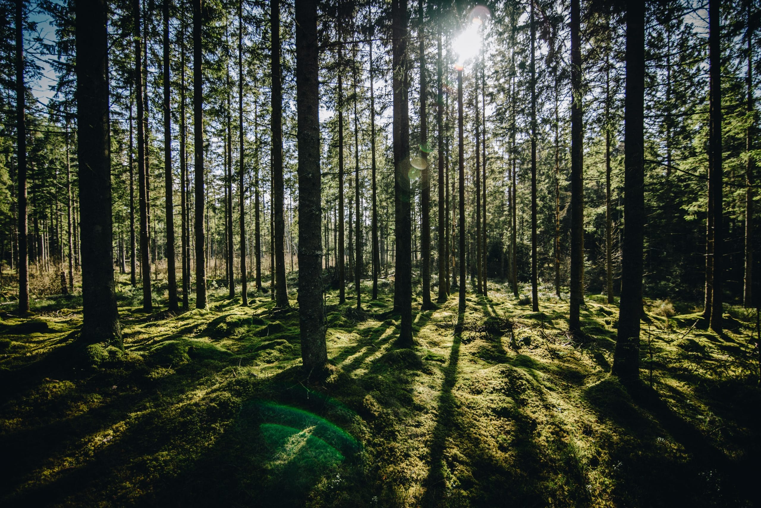 Solsken över tallskog
