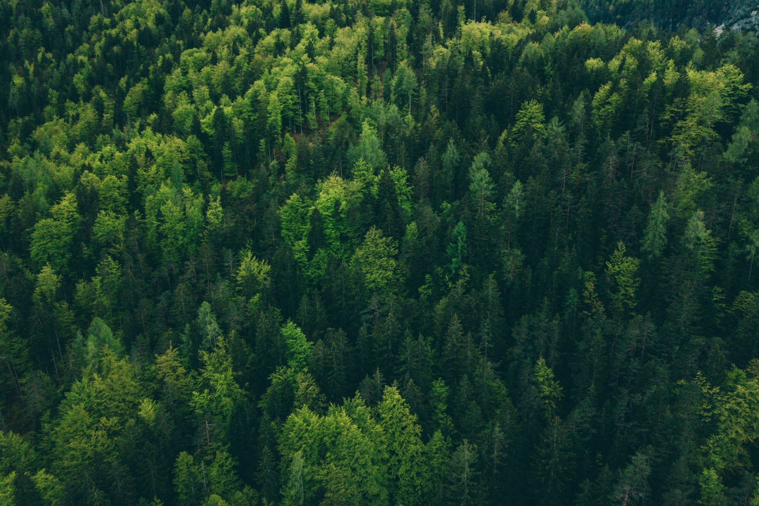 Flygbild över grönskande skog