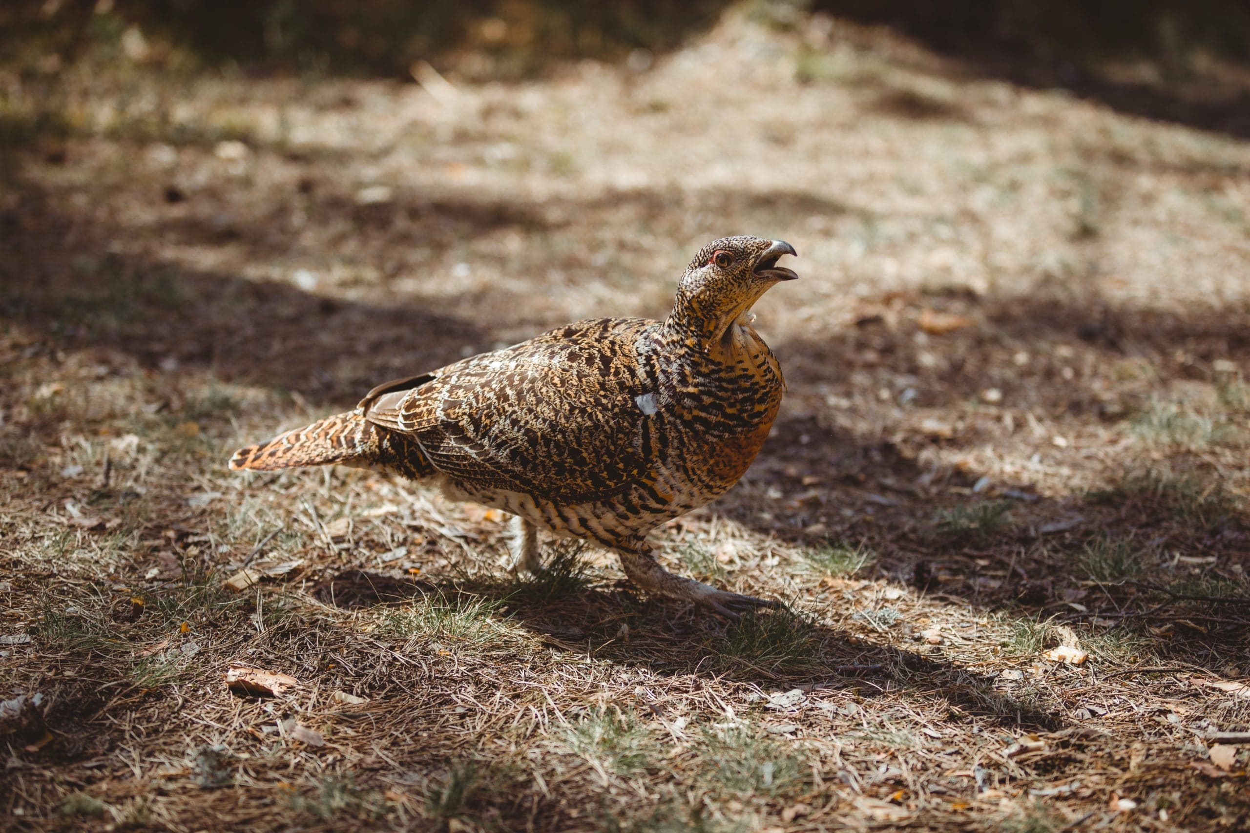 En tjäder som står på marken i skogen