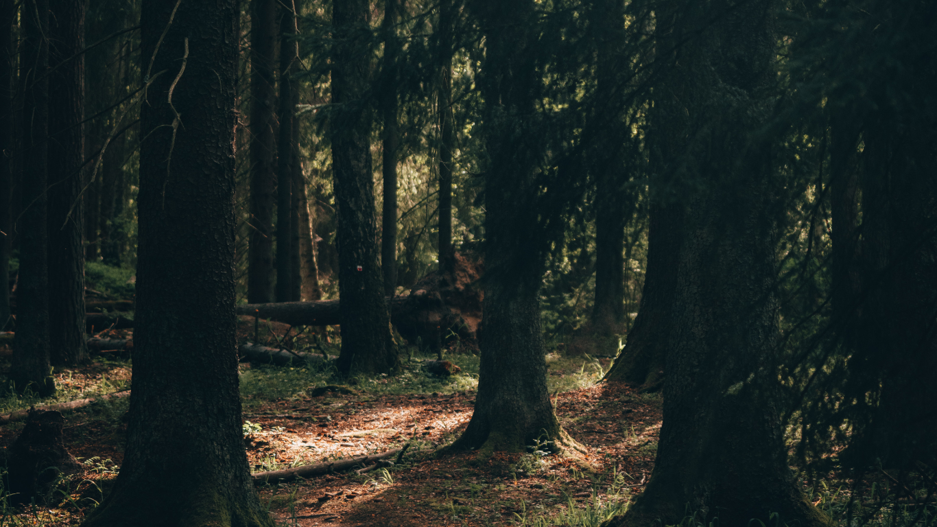 Skog där ljuset letar sig fram mellan stammarna